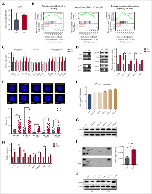 Excessive ROS in bystander human hematopoietic cells results in DNA damage in HSPCs. (A) Flow cytometric analysis of fold change of ROS levels by DCF-DA staining in human CD34+ cells of in vitro RIBE model. (B) Gene set enrichment analysis of the activation of the p53 signaling pathway, negative regulation of the cell cycle, and positive regulation of the apoptotic signaling pathway in human CD34+ cells of the in vitro RIBE model. (C) Real-time quantitative polymerase chain reaction analysis of the related genes in human CD34+ cells of in vitro RIBE model. (D) Western blot verified the expression of related signaling pathway at the protein levels. Each bar represents the mean ± standard deviation for biological triplicate experiments. (E) Human CD34+ cells of in vitro RIBE model were immunostained for p-p53, γ-H2AX, p-ATM, p-53BP1, and FOXO3a (p-p53, γ-H2AX, p-ATM, p-53BP1, and FOXO3a, green; 4′,6-diamidino-2-phenylindole, blue). Scatter plots represent foci per cell from each group (scale bars, 7 μm). (F) Flow cytometric analysis of fold change of ROS levels by DCF-DA staining of human CD34+ cells after different processing times. (G) γ-H2AX expression of CD34+ cells at the protein level after different processing times. (H) Relative RNA expression of cytokines of nonirradiated or irradiated human bone marrow cells (n = 3 per group). (I) Human cytokine array showed the relative expression of IL-1ra in nonirradiated or irradiated bone marrow supernatant; the right panel shows the quantification results. (J) γ-H2AX expression of CD34+ cells at the protein level in different cytokine-treated groups (*P < .05; **P < .01; ***P < .001).