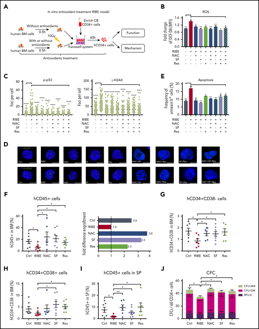 Inhibition of ROS elevation by antioxidant treatment in an in vitro RIBE model lessens the functional deterioration of human HSPCs. (A) Experimental diagram of in vitro antioxidant treatment RIBE model; human BM cells were treated with single antioxidant alone or in combination for 30 minutes before irradiation, and the antioxidants continued to exist in the coculture system for 40 hours. (B) Flow cytometric analysis of fold change of ROS levels by DCF-DA staining of human CD34+ cells from each group. (C-D) Human CD34+ cells from each group were immunostained for p-p53 and γ-H2AX (p-p53 and γ-H2AX, green; 4′,6-diamidino-2-phenylindole, blue). Scatter plots represent foci per cell from each group (scale bars, 7 μm). (E) Frequency of Annexin V+ cells of human CD34+ cells from each group. (F) Collected human CD34+ cells from panel A were transplanted into NOG mice. Mean human cell engraftment (left) was detected and bars represent the fold difference of engraftment levels from each group (right, n = 6-8 per group). Frequency of human (G) CD34+CD38− cells and (H) CD34+CD38+ cells in the BM of recipient. (I) Mean engraftment level of human cells in the spleen of recipients. (J) Number of hematopoietic clones formed by human CD34+ cells of each group (*P < .05; **P < .01; ***P < .001).