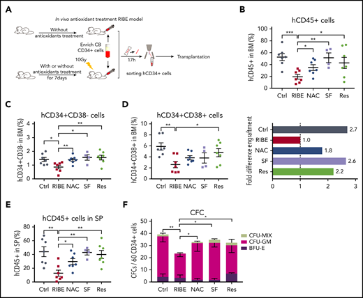 Inhibition of ROS elevation protects the human HSPCs from functional deterioration in an in vivo RIBE model. (A) Experimental diagram of in vivo antioxidant treatment RIBE model. NOG mice were given antioxidants for 7 days before irradiation. All of the following procedures were consistent with those shown in Figure 1A (n = 4-7 per group). (B) Mean human cell engraftment (top) and bars represent the fold difference of engraftment levels between each group (bottom). (C-D) Frequency of human CD34+CD38− (C) and CD34+CD38+ (D) cells in the BM of recipient. (E) Mean engraftment level of human cells in the spleen of recipients. (F) Number of hematopoietic clones formed by human CD34+ cells of each group (*P < .05; **P < .01; ***P < .001).