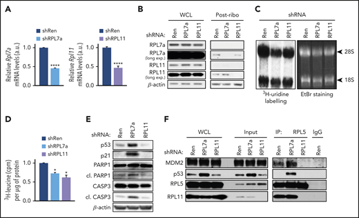 Effects of RP depletion on nascent protein synthesis and activation of the IRBC. RPL7a and RPL11 shRNA vector-containing Eμ-Myc cell lines were treated for 22 hours with 1 μg/mL or 10 ng/mL doxycycline, respectively, to achieve ∼50% depletion of their corresponding RP mRNA. Renilla (Ren) shRNA-expressing cells, used as a control, were treated for 22 hours with 1 μg/mL doxycycline. (A) Rpl7a and Rpl11 transcript levels in correspondingly RP-depleted cells relative to control cells (shRen), determined by quantitative reverse transcriptase polymerase chain reaction (qRT-PCR) and normalized to β-actin (n = 4). ****P < .0001 (unpaired Student t test). (B) Representative western blot analysis of RPL7a and RPL11 levels in whole cell lysates (WCLs) and in postribosomal supernatants (Post-ribo) containing 20 and 60 μg protein, respectively, from control (shRen) and from RPL7a- and RPL11-depleted cells (n = 2). (C) 3H-uridine autoradiogram (left panel) and ethidium bromide (EtBr)-stained agarose gel (right panel) of 28S and 18S shRNA from control (shRen) and from RPL7a- and RPL11-depleted cells pulsed with 3H-uridine for 2 hours. (D) Nascent protein synthesis rate, quantified by incorporation of 3H-leucine and normalized to total protein concentration (n = 3). *P < .05 (1-way analysis of variance (ANOVA) test). (E-F) Representative western blot analyses (E) WCLs (n > 4), post-ribosomal supernatants (Input), and coimmunoprecipitates of MDM2, p53, RPL11, and RPL5 in control (shRen) and RPL7a- and RPL11-depleted cells (n = 4) (F). A nonspecific rabbit immunoglobulin G (IgG) antibody was used as control for the immunoprecipitation (IP). a.u., arbitrary units; CASP3, caspase-3; cl., cleaved; cpm, counts per minute; long exp., long exposure. Data are presented as mean ± standard error of the mean (SEM).