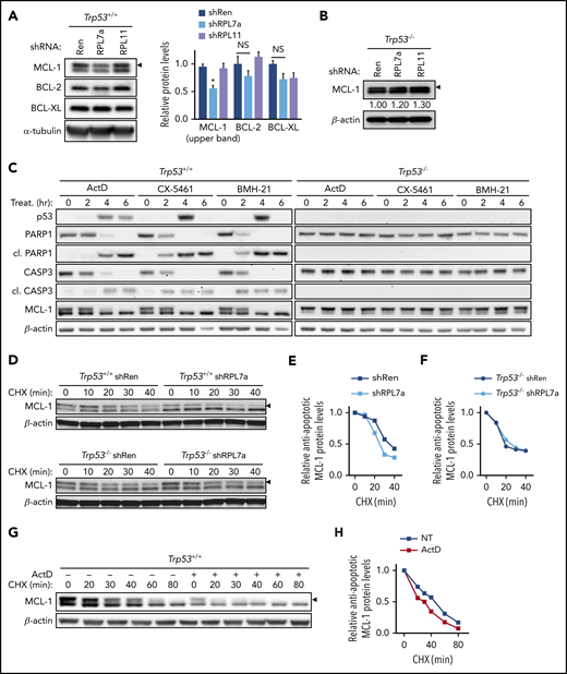 Antiapoptotic MCL-1 protein expression and stability are decreased in RPL7a-depleted and ActD-treated Trp53+/+;Eμ-Myc lymphoma cells. (A) Representative western blot analyses of antiapoptotic BCL-2 proteins in control (shRen) and RPL7a- and RPL11-depleted Eμ-Myc lymphoma cells treated as described in Figure 1. Antiapoptotic MCL-1, upper band, is indicated (arrowhead). MCL-1, BCL-2, and BCL-XL protein expression was normalized to α-tubulin and shown as relative to shRen cells (n = 3). (B) Representative western blot analyses of MCL-1 in control (shRen) and RPL7a- and RPL11-depleted Trp53–/–;Eμ-Myc lymphoma cells (n = 3). Levels of antiapoptotic MCL-1 form (arrowhead), normalized to β-actin, are indicated below the corresponding blot as relative to shRen cells. (C) Time-course western blot analyses in Trp53+/+;Eμ-Myc and Trp53–/–;Eμ-Myc lymphoma cells treated with the Pol I inhibitors ActD (5 nM), CX-5461 (50 nM), and BMH-21 (1 μM) for the indicated times (n = 2). (D) Representative western blots showing MCL-1 stability in control (shRen) and RPL7a-depleted Trp53+/+;Eμ-Myc (top panel) or Trp53–/–;Eμ-Myc (bottom panel) lymphoma cells pretreated with doxycycline for 22 hours and harvested after treatment with 100 μg/mL cycloheximide (CHX) at the indicated time points (n = 2-3). Band corresponding to antiapoptotic MCL-1 is indicated (arrowhead). (E-F) Line graphs showing MCL-1 stability over time in control (shRen) and RPL7a-depleted Trp53+/+;Eμ-Myc (E) and Trp53–/–;Eμ-Myc (F) lymphoma cells determined from MCL-1 immunoblots (D) and shown as relative to MCL-1 level at the time of CHX addition. (G-H) Representative western blot and line graph showing MCL-1 stability in Trp53+/+;Eμ-Myc lymphoma cells treated with or without 5 nM ActD for 4 hours (n = 2), determined by CHX chase at the indicated time points, as described in panel E. Band corresponding to antiapoptotic MCL-1 is indicated (arrowhead). NS, not significant. Data are presented as mean ± SEM. *P < .05 (2-way ANOVA test).
