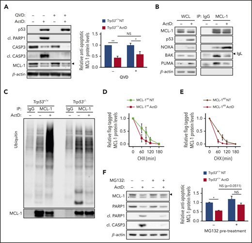 ActD induces ubiquitin-independent but proteasome-dependent degradation of MCL-1. (A) Representative western blot analysis of Trp53+/+;Eμ-Myc lymphoma cells treated for 4 hours with 5 nM ActD, with or without 20 μM quinoline-Val-Asp-difluorophenoxymethylketone (QVD-OPh; QVD). Expression of antiapoptotic MCL-1 (arrowhead), determined as in Figure 3A, is shown as relative to MCL-1 levels in NT cells in the absence of QVD (n = 3). (B) Co-IP of NOXA, PUMA, and BAK with MCL-1 in Trp53+/+;Eμ-Myc lymphoma cells treated for 4 hours with 5 nM ActD compared with NT cells (n = 3). Indicated band (arrowhead) corresponds to the immunoglobulin light chain (IgL) of the antibodies used for IP. (C) Ubiquitination assay in MCL-1 immunoprecipitates from Trp53+/+;Eμ-Myc and Trp53–/–;Eμ-Myc lymphoma cells treated for 6 hours with 5 nM ActD compared with NT cells (n = 2). (D-E) FLAG-tagged MCL1 stability of either FLAG-tagged MCL-1wt- (D) or FLAG- (E) tagged MCL-1KR-overexpressing Eμ-Myc lymphoma cells determined by CHX chase after treatment with or without 5 nM ActD for 4 hours. Line graphs display FLAG-tagged MCL1 expression (arrowhead) over time determined from MCL-1 immunoblots (supplemental Figure 4F-G) as in Figure 3E (n = 2). (F) Representative western blot analysis of Trp53+/+;Eμ-Myc lymphoma cells treated for 30 minutes with 1.25 µM MG132 before treatment with ActD for 4 hours. Expression of antiapoptotic MCL-1 (arrowhead), calculated as in Figure 3B, is shown as relative to MCL-1 levels in NT cells in the absence of MG132 (n = 4). Data are presented as mean ± SEM. *P < .05; **P < .01 (2-way ANOVA test).