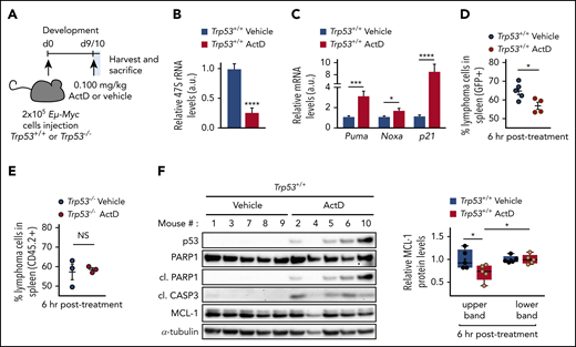 ActD treatment induces p53-dependent cell death in Eμ-Myc lymphomas in vivo. (A) C57BL/6J and C57BL/6J-Ly5.1 mice were intravenously injected with 200 000 Trp53+/+;Eμ-Myc or Trp53–/–;Eμ-Myc lymphoma cells, respectively, and were treated with a single dose of 0.1 mg/kg ActD or vehicle. Spleen, inguinal, and axillary lymph nodes were collected 6 hours after drug administration from 3-5 mice per group as described in supplemental Methods. (B-C) qRT-PCR analysis of Its1-containing 47S pre-rRNA (B) and of Puma, Noxa, and p21 (C) in axillary nodes from ActD-treated mice, normalized to β2m mRNA levels and compared with vehicle-treated axillary nodes. *P < .05; ***P < .001; ****P < .0001 (unpaired Student t test). (D-E) Percentage of viable lymphoma cells in the spleen of Trp53+/+;Eμ-Myc (D) or Trp53–/–;Eμ-Myc (E) lymphoma-bearing mice determined by flow cytometry as the percentage of PI-, B220+ (pan B-cell marker), and either green fluorescent protein (GFP+) for Trp53+/+;Eμ-Myc lymphoma cells or CD45.2+ cells for Trp53–/–;Eμ-Myc lymphoma cells, as detailed in supplemental Methods. Data are presented as individual values with error bars displaying mean ± SEM. *P < .05 (unpaired Student t test). (F) Western blot analysis of the spleen homogenates of each Trp53+/+;Eμ-Myc lymphoma-bearing mouse analyzed in panel D. Expression of the 2 MCL-1 forms (upper and lower bands) as determined in Figure 2A is shown as relative to MCL-1 expression in the vehicle-treated group. Data are presented as individual values with error bars displaying mean ± SEM. *P < .05 (2-way ANOVA test). a.u., arbitrary units; d0, day 0.