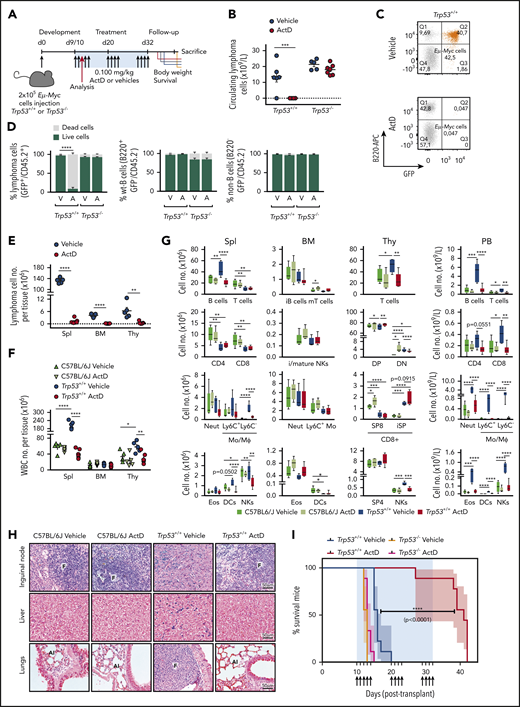 ActD treatment promotes Trp53+/+;Eμ-Myc lymphomas regression in vivo. (A) C57BL/6J and C57BL/6J-Ly5.1 mice intravenously injected with 200 000 Trp53+/+;Eμ-Myc or Trp53–/–;Eμ-Myc lymphoma cells, respectively, were treated with either ActD (0.1 mg/kg) or vehicle, starting 9 to 10 days after injection. Drug was delivered in 3 discontinuous cycles, with the dosing days indicated by the arrows, resuming at day 32 posttransplantation. Tumor burden was assessed by immunostaining, and flow cytometric analyses from peripheral blood and hematopoietic tissues were collected from 5 to 7 mice per group after the third administration (red arrow) as described in “Methods.” (B) Number of lymphoma cells in circulating blood from mice after 3 days of ActD or vehicle administration determined by flow cytometry as described in the legend for Figure 6D and calculated as detailed in “Methods.” ***P < .000 (2-way ANOVA test). Dotted line is set at y = 0. (C) Representative dot plots from peripheral blood of a vehicle-treated (top) and an ActD-treated (bottom) Trp53+/+;Eμ-Myc-bearing mouse from panel B showing the Trp53+/+;Eμ-Myc lymphoma cell population (GFP+B220+B220low) in orange. (D) Percentage of live and dead Trp53+/+;Eμ-Myc or Trp53–/–;Eμ-Myc lymphoma cells (left) wt-B cells (center), and non-B cells (right panel), from the peripheral blood of mice analyzed in panel B. The proportion of dead cells from each population was determined as described in the legend for Figure 6D, with the markers identifying each population indicated on the y-axis of the corresponding graph. A, ActD; V, vehicle. ****P < .0001 (2-way ANOVA test). (E-F) Number of Trp53+/+;Eμ-Myc lymphoma cells (E) and white blood cells (WBCs) (F) contained in the spleen (Spl), bone marrow (BM), and thymus (Thy) of Trp53+/+;Eμ-Myc lymphoma-bearing mice after 3 days of ActD or vehicle administration compared with ActD- or vehicle-treated C57BL/6J control mice (n = 5 mice per group), determined by multicolor flow cytometry panel evaluation as detailed in supplemental Figure 7G. Data are presented as individual values with error bars displaying mean ± SEM. *P < .05; **P < .01; ****P < .0001. Statistical analyses for unpaired Student t test (E) and 1-way ANOVA test (F) were performed separately in each tissue. Dotted line (E) is set at y = 0. (G) Number of major immune cell populations contained in the spleen, bone marrow, thymus, and peripheral blood (PB) of Trp53+/+;Eμ-Myc lymphoma-bearing mice (n = 5-7 mice per treatment group) and of C57BL/6J control mice (n = 5 mice per treatment group) treated as in panel E. Box plots represent the median and the 95% CI for each cell population, as indicated on the x-axis. DC, dendritic cell; CD4, CD4+ T cells; CD8, CD8+ T cells; DN, double-negative; DP, double-positive; Eos, eosinophils; i, immature; iSP, immature single-positive thymocytes; m, mature; Mo/MФ, monocytes/macrophages; Neut, neutrophils; NK, natural killer; SP4, single-positive CD4 thymocytes; SP8, single-positive CD8 thymocytes. *P < .05; **P < .01; ***P < .001; ****P < .0001 (1-way ANOVA test performed separately for each population). (H) Photomicrographs (original magnification ×40) of hematoxylin- and eosin-stained paraffin-embedded sections of inguinal lymph nodes, liver, and lungs from representative C57BL/6J control and ActD-treated mice and from lymphoma-burdened sick control and ActD-treated Eμ-Myc mice (n = 3 mice per group) treated as in panel E. Al, alveoli; F, follicle; T, infiltrating tumor mass. (I) Kaplan-Meier survival curves of C57BL/6J and C57BL/6J-Ly5.1 mice harboring Trp53+/+;Eμ-Myc and Trp53–/–;Eμ-Myc lymphomas, respectively, and treated with ActD or vehicle (n = 9 mice per group) as indicated in panel A. Data are presented as mean ± SEM. ****P < .0001 (log-rank Mantel-Cox and Gehan-Breslow-Wilcoxon text).