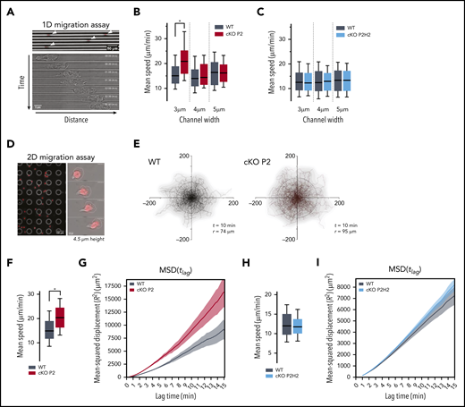 Neutrophils deficient for PHD2 display enhanced motility in highly confined 1D and 2D microenvironments in an HIF2α-dependent manner. (A) Example of low-resolution (original magnification, ×10) imaging of WT neutrophils migrating in 1D-microchannels (3 µm width) (upper panel). Arrowheads indicate cell position. Nucleus (red) was labeled with Hoechst. Bright-field high-resolution (original magnification, ×63) image of a neutrophil migrating in a microchannel (lower panel). (B-C) Average speed of neutrophils migrating through microchannels with a width of 3, 4, or 5 µm. At least 89 cells for the WT/cKOP2 group and 127 cells for the WT/cKOP2H2 group were measured. (D) Example of low-resolution (original magnification ×10) imaging of WT neutrophils migrating in 2D-confined devices (4.5 µm width) (left panel). Higher resolution (original magnification, ×40) image of a single neutrophil migrating in a microchannel (right panel). Nucleus (red) was labeled with Hoechst. (E) Representative neutrophil tracks during random 2D migration. t indicates the period of the displayed tracking, and r represents the mean displacement ratio in this period. (F,H) Quantification of mean speed of single neutrophil trajectories migrating in 2D confined microdevices. Panel F corresponds to tracks in panel E. Data are represented as box plots (+ median), and whiskers range from the 10th percentile to the 90th percentile. (G,I) Mean square displacement of neutrophils analyzed in panels F and H, respectively. All graphs are a representative result of ≥3 independent experiments. *P < .05, Mann-Whitney U test.