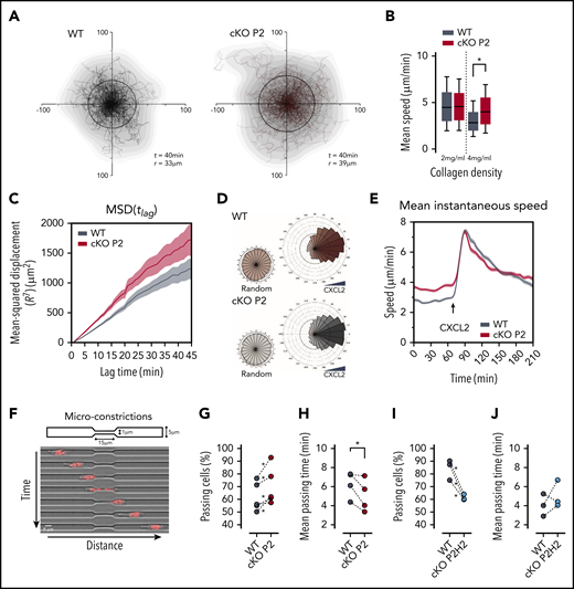 cKO P2 neutrophils display enhanced motility in highly confined 3D matrices and microconstrictions. (A) Cell trajectories of neutrophils migrating in a dense collagen gel (4 mg/mL). t indicates the period of the displayed tracking, and r is the mean displacement ratio in this period. (B) Representation of the mean speed of neutrophils migrating in a 3D matrix at different collagen concentrations (2 and 4 mg/mL). At least 157 cells for the WT group and 277 cells for the cKO P2 group were measured. Data are represented as box plots (+median), and whiskers range from the 10th percentile to the 90th percentile. Graphs are representative of ≥3 independent experiments. (C) MSD of neutrophils migrating in a 3D collagen matrix (4 mg/mL). The plot corresponds to analysis of trajectories shown in panel A. (D) Directionality of neutrophils migrating in a 4-mg/mL collagen gel prior to (random) or after CXCL2 (20 ng/mL) stimulation. At least 274 cells for the WT group and 409 cells for the cKO P2 group were traced. (E) Speed over time for cells migrating in a 4-mg/mL collagen gel. Temporal evolution of the speed before and after CXCL2 stimulation is shown. Graph corresponds to plots shown in panel D. (F) Schematic representation of the migration assay through microconstrictions. The lower panel shows an example of a cell migrating through a 1 µm × 15 μm section constriction. (G,I) Proportion of neutrophils that were able to pass through a constriction. *P < .05 in 4 of 5 independent experiments (G) and in all 3 independent experiments (I). (H,J) Average time needed by neutrophils to pass through the constriction. The statistical significance of the different experiments was defined as described in "Materials and methods." *P < .05.