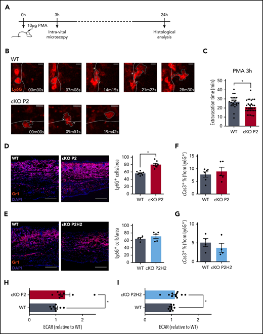 Loss of PHD2 in neutrophils enhances the speed of transendothelial migration in a mouse model of acute skin inflammation. Schematic representation of the acute skin inflammation model (A), including time points for the intravital microscopy analysis (B) and final histological analyses (D-G). (B-C) Intravital imaging of representative neutrophils using 2-photon microscopy, 3 hours after PMA was applied to the ear (WT vs cKO P2). Time point 00m00s shows Ly6G+ neutrophils (+ white dashed lines surrounding the red cell) that had stopped rolling/moving at the blood-endothelial barrier (= white dashed lines) before diapedesis and migration into the inflamed tissue. The last frames represent the first time point that the individual neutrophil had completely left the bloodstream (scale bars, 10 μm). (C) The average time necessary for individual neutrophils to complete the diapedesis. Total amount of cells were collected from 3 individual mice per genotype. Representative immunofluorescent images of Gr1+ neutrophils on ear sections 24 hours after PMA application (D-E, scale bars, 50 μm) and quantification of the total number of cells per area or fraction of apoptotic neutrophils (cCas3+) (F-G). Each data point represents an average amount based on ≥6 images per individual mouse. (H-I) Extracellular acidification rate (ECAR) measurements from steady-state neutrophils immediately after negative selection. Data points represent individual mice from ≥3 experiments - normalized values against WT control. Data are mean ± standard error of the mean. *P < .05, Mann-Whitney U test.