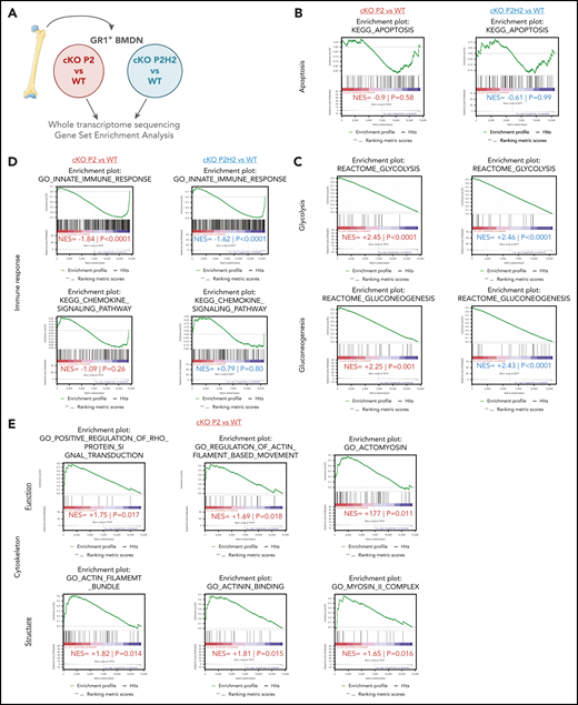 PHD2-deficient neutrophils present a distinct signature associated to cytoskeleton dynamics. (A) Schematic overview of the deep-sequencing approach, comparing RNA sequencing data from cKO P2 and cKO P2H2 mice, as well as their respective WT littermates. Apoptosis signatures in both transgenic lines are not changed significantly compared with their WT littermates (B), whereas glycolysis/gluconeogenesis signatures are highly correlated with cKO P2 and cKO P2H2, suggesting an HIF2-independent phenotype (C). (D) cKO P2 and cKO P2H2 mice display a negative correlation, with signatures related to the innate immune response but not chemokine signaling. (E) A number of signatures significantly linked to functioning and structure of the cytoskeleton are found only in cKO P2 vs WT littermate neutrophils. NES, normalized enrichment score.
