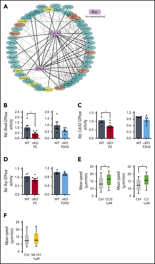 Reduced RhoA-GTPase activity in cKO P2 neutrophils leads to enhanced speed in highly confined environments. (A) The protein-protein interaction (PPI) network map was built from the 49 genes from GSEA signatures: “cytoskeleton remodeling” and the small GTPases. Bold lines are potential PPIs between RhoA or Cdc42 and GSEA signature gene products, and thin lines associates both signature genes. Genes in yellow are defined as master regulators, and genes in brown contain a putative HIF2α binding site (supplemental Figure 4A,C). (B-D) Rho GTPase activity measured in steady-state BMDNs from all different genotypes and their WT littermates. Data points represent individual mice from ≥2 experiments - normalized values against WT control. Data are mean ± standard error of the mean. Quantification of average speed of WT neutrophils treated with different inhibitors against RhoA (E) or Cdc42 inhibitor (F) in 3-µm-wide microchannels. Data are represented as box plots (+median), and whiskers range from the 10th percentile to the 90th percentile. Data points are representative of 2 independent experiments. *P < .05, Mann-Whitney U test.