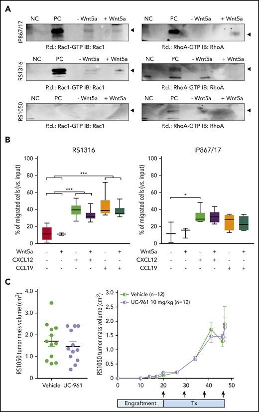 Signaling properties of ROR1 in RS cells and targeting with UC-961 antibody. (A) Pull-down (P.d.) assays were performed to study the activation of Rac1 and RhoA in the presence/absence of Wnt5a in the RS-PDX models. (B) Chemotaxis of RS1316 and IP867/17 PDX-derived cells in response to CXCL12 or CCL19 chemokines, used alone or in the presence of Wnt5a (≥3 independent experiments). Data are reported as percentage of migrated cells, calculated as number of migrated cells over the total number of cells seeded in the upper chamber of the Boyden chamber. Statistical analysis was performed using the Mann-Whitney test. Box plots show the distribution of values: median, interquartile range, minimum and maximum values. *P < .05; ***P < .001. (C) ROR1 targeting with UC-961 antibody, which prevents the binding of Wnt5a to ROR1, in a subcutaneous model of RS-PDX. Tumor volume (day 47; left panel) and growth kinetics (right panel) are depicted. Arrows indicate treatment (Tx) administration. Mean and standard deviation are displayed in both graphs. Statistical analysis was performed using the Mann-Whitney test; results were nonsignificant. GTP, guanosine triphosphate; IB, immunoblot; NC, negative control; PC, positive control.