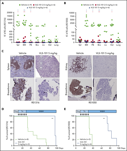 VLS-101 blocks tumor growth and prolongs survival in a systemic model of RS. RS cells were IV injected, left to engraft and mice were randomly assigned to treatment with vehicle, VLS-101 2.5 mg/kg, or VLS-101 5.0 mg/kg every 4 days for a total of 6 doses. At the end of drug administration, mice were evaluated for disease spreading to target organs by tracing RS cells by flow cytometry. (A-B) Data from RS1316 (A) and RS1050 (B) are shown. Data are reported as scattered plot with mean values. Statistical analyses were performed using a multiple Student t test. (C) Results were confirmed also by IHC staining using an anti-CD20 antibody to mark RS cells. Slides were developed with DAB (3,3'‑diaminobenzidine) and counter-stained with hematoxylin and eosin. Images were acquired with an AXIO Laboratory.A1 microscope (Zeiss), equipped with a Canon EOS600D reflex camera; original magnification ×20. (D-E) In another set of experiments, injected mice were assessed for survival after 1 cycle of treatment (Tx) with vehicle or VLS-101. Kaplan-Meier curves of RS1316 (D) and RS1050 (E) are reported and statistical analyses for survival were made using log-rank Mantel-Cox test. Bra, brain; Eng, engraftment; Kid, kidney; Liv, liver; Spl, spleen; W&W, watch and wait. *P < .05; **P < .01.