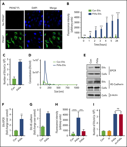 FVIIa induces the release of EVs from endothelial cells. (A) HUVECs were incubated with PKH67 dye (20 nM) for 30 minutes at 37°C in a serum-free medium. The cells were washed 3 times with Hanks balanced salt solution, fixed with 4% paraformaldehyde, and stained with 4′,6-diamidino-2-phenylindole (DAPI) for 30 minutes. The labeled cells were subjected to fluorescence (Fl.) microscopy. (B) PKH67-labeled cells were serum starved for 1 hour, followed by treatment with FVIIa (100 nM) or a control (Con) vehicle for varying times. EVs isolated from the supernatant at the indicated times were quantified by measuring the fluorescence intensity of PKH67 dye. (C) Cells grown onto 6-well culture dishes were treated with a control vehicle or FVIIa (100 nM) for 24 hours. EVs isolated from culture supernatants were quantified by NTA NanoSight. (D) A spectrum showing the diameter range of EVs as analyzed by NTA NanoSight. (E) HUVECs were treated with a control vehicle or FVIIa (100 nM) for 24 hours. EVs isolated from cell supernatants and cell lysates were subjected to immunoblotting to probe endothelial cell surface markers, EPCR, and VE-cadherin (loading, EVs from 1 × 106 cells; cell lysates from 0.5 × 105 cells). (F-G) Band intensities were quantified by densitometric analysis. (H) PKH67-labeled cells were treated with a control vehicle, FVIIa (100 nM) or FVIIai (100 nM) for 24 hours. EVs were quantified by fluorescence measurement. (I) HUVECs were incubated with hirudin (H; 4U/mL) for 1 hours, followed by FVIIa (100 nM) for 24 hours. EV generation was quantified by NTA NanoSight. *P < .05; **P < .01; ***P < .001; ****P < .0001. ns, not statistically significantly different.
