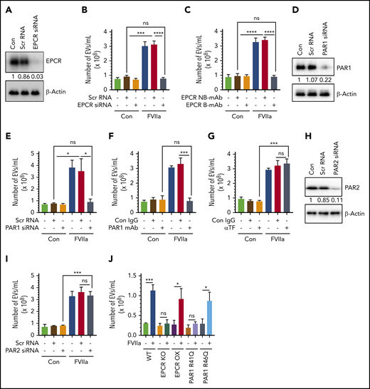 FVIIa-mediated EV generation from HUVECs is dependent on the EPCR-PAR1 signaling axis. (A) HUVECs were transfected with scrambled RNA (Scr RNA; 200 nM) or EPCR-specific siRNA (EPCR siRNA; 200 nM) using Lipofectamine RNAiMAX reagent. After 48 hours, cells were lysed, and EPCR expression was analyzed by western blotting using a human EPCR–specific antibody. (B) Scrambled RNA and EPCR siRNA-transfected cells were treated with control vehicle or FVIIa (100 nM). Twenty-four hours later, cell supernatants were collected, and EVs were isolated and quantified by NTA NanoSight. (C) HUVECs were preincubated with EPCR blocking antibody (EPCR B-mAb; JRK1494; 100 µg/mL) or nonblocking control antibody (EPCR NB-mAb; JRK1500; 100 µg/mL) for 1 hour prior to the addition of FVIIa (100 nM). EVs released from these cells after 24 hours were quantified by NTA NanoSight. (D) HUVECs were transfected with scrambled siRNA (100 nM) or PAR1-specific siRNA (PAR1 siRNA; 100 nM) in a similar approach as mentioned in panel A, and PAR1 knockdown was verified by western blotting with human PAR1–specific antibody. (E) Control and PAR1 siRNA-transfected cells were treated with FVIIa (100 nM) or control vehicle for 24 hours. EVs isolated from cell supernatants were quantified using NTA NanoSight. (F) HUVECs were pretreated with PAR1-specific blocking antibodies (PAR1 mAb; ATAP2; 25 µg/mL) or control immunoglobulin G (IgG; 25 µg/mL) for 1 hour before the addition of FVIIa (100 nM) or control vehicle. After 24 hours, EVs in cell supernatants were quantified by NTA NanoSight. (G) HUVECs were treated with control IgG (Con IgG; 10 µg/mL) or TF neutralizing antibody (αTF; 10 µg/mL) for 1 hour followed by FVIIa (100 nM) or a control vehicle. After 24 hours, EVs released into cell supernatant were quantified by NTA NanoSight. (H) HUVECs were transfected with scrambled siRNA (100 nM) or PAR2-specific siRNA (PAR2 siRNA, 100 nM). After 48 hours of transfection, PAR2 expression in cells was analyzed by western blotting. (I) PAR2 siRNA or scrambled RNA–transfected or control cells were treated with control vehicle or FVIIa (100 nM) for 24 hours, and EVs released in the supernatant culture medium were quantified by NTA NanoSight. (J) Murine brain endothelial cells were isolated from WT C57BL/6J (WT), EPCR knockout (EPCR-KO), EPCR-overexpressing (EPCR-OX), PAR1-R41Q mutant (PAR1-R41Q), and PAR1-R46Q–mutant (PAR1-R46Q) mice as mentioned in “Materials and methods.” Confluent monolayers of cells were treated with FVIIa (100 nM) or a control vehicle for 24 hours. EVs, isolated from the cell supernatants, were quantified by NTA NanoSight. Data are presented as mean ± SEM from 3 independent experiments. *P < .05; **P < .01; ***P < .001; ****P < .0001.