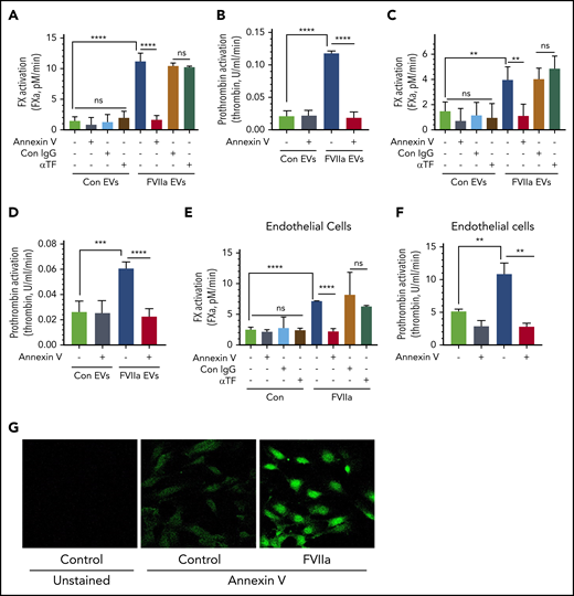 FVIIa-induced EVs exhibit higher procoagulant activity in vitro, and this is dependent on anionic phospholipids and independent of TF. (A) EVs released from HUVECs upon control vehicle or FVIIa treatment (100 nM for 24 hours) were isolated and suspended into equal amounts of a calcium-containing buffer. EVs were incubated with either annexin V (400 nM), TF neutralizing antibodies (10 µg/mL), or control IgG (10 µg/mL) for 1 h. After that, FVIIa (10 nM) was added to the EV suspension, and FX (175 nM) was added 5 minutes later. The rate of FX activation was measured in a chromogenic assay. (B) EVs were prepared and treated with annexin V as described in panel A. The ability of EVs to support prothrombin activation was measured by adding FVa (10 nM) and FXa (1.0 nM), followed by the substrate prothrombin (1.4 µM). Thrombin generated in the reaction mixture was measured in a chromogenic assay. (C-D) EVs, isolated from control- or FVIIa-treated HUVECs, were quantified, and an equal number of EVs were used to compare their ability to activate FX (C) and prothrombin (D). The assay conditions for measuring the rate of FX and prothrombin activation were the same as those used in panels A and B, respectively. (E-F) HUVECs were treated with FVIIa (100 nM) for 5 hours. Then, cells were washed twice to remove FVIIa and incubated with annexin V (400 nM), TF neutralizing antibody (10 µg/mL), or control IgG (10 µg/mL) for 1 hour. Intact cells were used to assess the cell surface associated-procoagulant activity in FX (E) or prothrombin (F) activation assays, as described for panels A and B. (G) HUVECs, cultured in glass coverslips, were treated with a control vehicle or FVIIa (100 nM) for 5 hours. Cells were washed and incubated with fluorescein isothiocyanate–conjugated annexin V (dilution 1:20) for 1 hour. Cells were then washed, fixed with 4% paraformaldehyde, and subjected to fluorescence microscopy (original magnification, ×40). **P < .01; ****P < .0001.