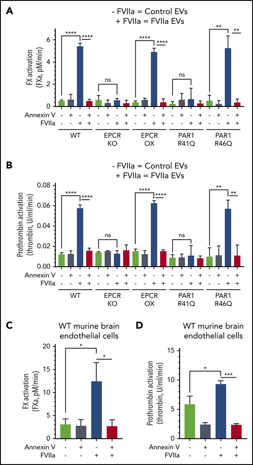 The hemostatic potential of FVIIa-derived EVs from murine brain endothelial cells isolated from various genotypes. Brain endothelial cells were isolated from WT, EPCR-KO, EPCR-OX, PAR1-R41Q, and PAR1-R46Q mice and cultured ex vivo. Confluent monolayers of endothelial cells were treated with a control vehicle or FVIIa (100 nM) for 24 hours in serum-free medium. (A-B) Equal volumes of EVs isolated from the conditioned medium were evaluated for their ability to activate FX (A) or prothrombin (B) in the presence of either control vehicle or annexin V (400 nM). (C-D) WT murine endothelial cells were treated with a control vehicle or FVIIa (100 nM) for 5 hours. The cells were washed to remove FVIIa and then treated with annexin V (400 nM) for 30 minutes. (C-D) Cell surface–associated procoagulant activity was evaluated in FX activation assay by adding FVIIa (10 nM) and FX (175 nM) (C) or prothrombin activation assay by adding FVa (10 nM), FXa (1.0 nM), and prothrombin (1.4 µM) (D). *P < .05; ***P < .001; ****P < .0001.