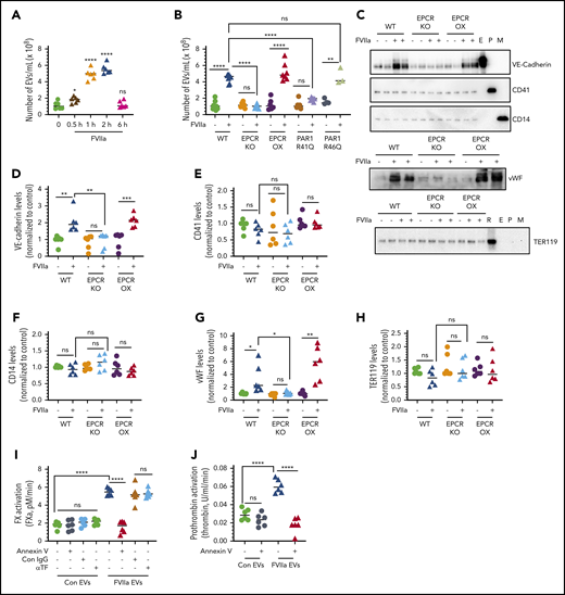FVIIa treatment induces the release of procoagulant EVs from the endothelium in vivo via EPCR and PAR1 activation–dependent mechanism. (A) WT mice were administered with FVIIa (0.25 mg/kg body weight) via the tail vein. At varying times following FVIIa administration, mice were killed, blood was collected, and EVs were isolated from the plasma and counted by NTA NanoSight. (B) WT, EPCR-KO, EPCR-OX, PAR1-R41Q, and PAR1-R46Q mice were injected with saline or FVIIa (0.25 mg/kg) via the tail vein. After 2 hours, blood was collected, and the number of EVs in the blood was quantified. (C) EVs isolated from the blood of WT, EPCR-KO, or EPCR-OX mice treated with saline or FVIIa (0.25 mg/kg) for 2 hours were subjected to immunoblot analysis to probe for VE-cadherin (endothelial cell marker), CD41 (platelet marker), CD14 (monocyte marker), TER119 (RBC marker), or VWF. Lysates of murine brain endothelial cells (E), platelets (P), peripheral blood mononuclear cells (M), and RBC lysate (R) were used as positive controls and to attest to the specificity of antibodies. (D-H) Band intensities of immunoblots were quantified by densitometric analysis. (I-J) The procoagulant activity of EVs generated in vivo. EVs, isolated from WT mice treated with saline or FVIIa as described in panel B, were assayed for their ability to support the activation of FX (I) or prothrombin (J). *P < .05; **P < .01; ***P < .001; ****P < .0001.