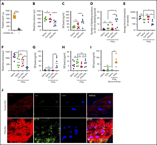 The hemostatic potential of FVIIa-induced EVs. (A) Platelet depletion upon the administration of antiplatelet antibody (αCD42b Ab). WT mice were injected with CD42b antibodies (1 mg/kg) via the tail vein. Platelet counts in the blood were measured before the administration of the antibody and 5 hours following antibody administration. (B) Infusion of FVIIa-induced EVs to platelet-depleted mice reduces blood loss following saphenous vein injury. WT mice were injected with CD42b antibodies (1 mg/kg) via the tail vein to deplete platelets. Five hours following the administration of platelet-depleting antibodies, mice were injected with equal numbers of EVs (1 × 109/mouse) generated from endothelial cells treated with a control vehicle, FVIIa (100 nM), or saline. Immediately following the administration of EVs, mice were subjected to the saphenous vein incision, and the blood coming from the injury site was collected on filter paper. Hemoglobin was extracted from the filter paper, and values were extrapolated to the blood volume using a standard curve derived with known volumes of blood. (C) FVIIa-induced EVs support the generation of thrombin at the wound site in platelet-depleted mice. WT mice were depleted of platelets, administered with control or FVIIa-generated endothelial EVs, and subjected to saphenous vein incision as described for panel B. Blood coming from the wound site was collected periodically (up to 15 minutes; if a clot was formed, it was dislodged) directly into citrate anticoagulant, and thrombin generation was measured as the amount of TAT complexes formed in the blood. (D-H) FVIIa-generated EVs support FVIIa-induced hemostasis in hemophilia mice. FVIII−/− mice were injected with saline or EVs derived from endothelial cells treated with a control vehicle or FVIIa (1.5 × 109/mouse). Immediately following EVs, mice were administered with saline or FVIIa (0.25 mg/kg), a dose well below the threshold of FVIIa needed to correct the bleeding in itself, and subjected to the saphenous vein incision. The number of hemostatic plugs formed in a 30-minute interval was recorded (D), and the average time to achieve hemostasis (E) and blood loss (F) were determined. (G) TAT levels in the blood collected at the wound site. (H) TAT levels in the blood collected via the submandibular vein. (I) Effect of endogenously generated EVs on thrombin generation at the wound site. FVIII−/− mice were treated with a control vehicle control or rFVIIa (0.25 mg/kg) to generate EVs endogenously. After 2 hours, mice were subjected to saphenous vein incision with or without giving a second dose of rFVIIa (0.25 mg/kg) immediately prior to saphenous vein incision. Blood leaking from the wound site was collected, and levels of TAT complexes were determined as described in panel G. (J) Recruitment of FVIIa-generated EVs to the wound site. Equal numbers (1.5 × 109 EVs) of PKH67-labeled (green fluorescence) EVs derived from murine b.END3 endothelial cells treated with a control vehicle or FVIIa were injected into FVIII−/− mice via the tail vein, followed by FVIIa (0.25 mg/kg) administration. Mice were subjected to saphenous vein incision. After 5 minutes, the injured saphenous vein was excised, fixed, and processed for sectioning. Sections were stained for fibrin using antibodies against murine fibrinogen (red), and nuclei were stained with DAPI (blue) and analyzed by confocal microscopy (original magnification ×63 with 2.4× zoom) . *P < .05; **P < .01; ***P < .001; ****P < .0001.