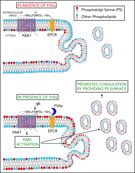 Schematic representation of FVIIa-induced EV release. FVIIa, upon binding to EPCR on endothelial cells, cleaves PAR1 at the canonical R41 cleavage site. This results in the externalization of PS to the outer leaflet of the plasma membrane. FVIIa activation of PAR1 also leads to the budding of EVs from endothelial cells. Thus, FVIIa-induced EVs are enriched with PS and capable of supporting FVIIa-induced hemostasis in hemophilia patients and patients with platelet disorders.