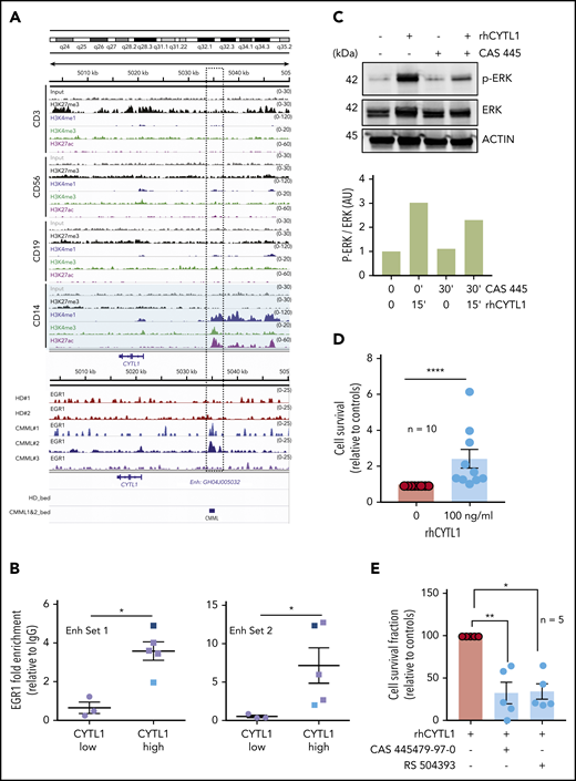 Increased survival of monocytes through a CYTL1/CCR2/MEK pathway. (A) ChIP-seq analysis of the CYTL1 gene in healthy donor monocytes. H3K27me3, H3K4me1, H3K4me3, and H3K27ac ChIP-seq data were obtained in silico. ChIP-seq of EGR1 was performed in monocyte samples from 2 healthy donors and 2 patients with CMML. Dotted rectangle indicates a suspected gene enhancer, based on histone marks repartition. (B) ChIP-qPCR analysis of EGR1 enrichment on CYTL1 enhancer using 2 sets of primers (Enh Set 1 and Set 2) in CMML monocytes with low (similar to controls) or high (compared with control; see Figure 3E) CYTL1 gene expression; CMML#1 and CMML#2 shown in panel A. (C) Immunoblot analysis of indicated proteins (p-ERK: ERK phosphorylated on thr202 and tyr204) in cells treated with 100 ng/mL rhCYTL1 for 15 minutes or 8 nM CAS 445 for 30 minutes or both. Actin was used as a loading control. Lower panel: quantification of the above immunoblot. (D) Healthy donor monocytes were incubated for 24 hours with or without 100 ng/mL CYTL1 before measuring the surviving fraction of cells by flow cytometry (AnV–/PI–, results normalized to control monocytes). Mann-Whitney U test: ****P < .0001. (E) Healthy donor monocytes were incubated for 24 hours with 100 ng/mL CYTL1 in the absence or presence of CAS 445479-97-0 (8 nM) or RS 504393 (10 µM) before measuring the surviving fraction of cells by flow cytometry (AnV–/PI–, results normalized to CYTL1 alone). Error bars are mean ± SEM. Kruskal-Wallis test, Dunn’s multiple comparison: *P < .05; **P < .01. AU, arbitrary units; HD_bed, healthy donor browser extensible data; IgG, immunoglobulin G.