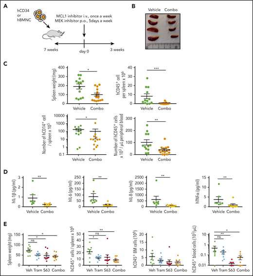 The S63845/MEK inhibitor combination decreases leukemic infiltration in CMML PDX models. (A) Experimental plan of PDX models obtained by IV (i.v.) injection of 0.4 × 106 CD34+ sorted cells (B-C) or 3.5 × 106 bone marrow mononucleated cells (E) at 7 weeks before starting treatment with S63845 (20 mg/kg IV once per week for 3 weeks) and gavage with either selumetinib 10 mg/kg (B-C) or trametinib 1 mg/kg (E) 5 days per week for 3 weeks. (B) Photographs of spleen size in 4 mice treated with vehicle (Veh) or the S63845/selumetinib combo. (C) Impact of the S63845/selumetinib combo on spleen weight, the absolute number of human CD45+ and CD45+CD14+ cells detected in the spleen, and the number of human cells per μL of peripheral blood. Results of 2 independent PDX models are mixed (vehicle, n = 13; combo, n = 15). (D) Plasma level of indicated human cytokine measured in the peripheral blood plasma of mice treated as in panel C. (E) Impact of S63845, trametinib, and their combination (n = 8 per group) on spleen weight, the absolute number of human cells detected in the spleen or the bone marrow, and the number of human cells per μL of peripheral blood. Error bars are mean ± SEM. Mann-Whitney U test: *P < .05; **P < .01; ***P < .001. p.o., by mouth.