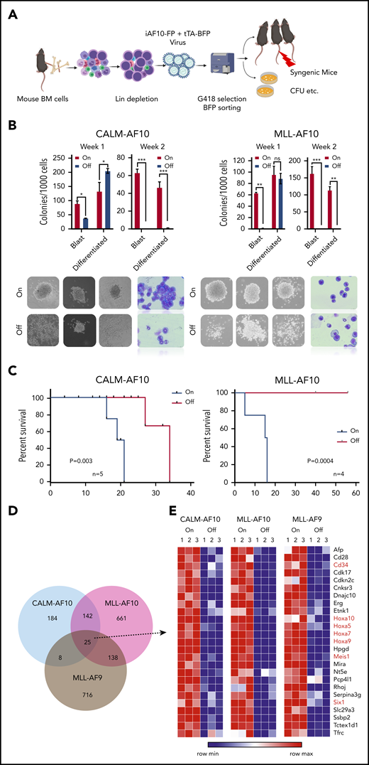 Inducible models of AF10 FP AML. (A) Schematic representation of the BM transplantation model (see “Methods” for detailed description). (B) Number of blast-like and differentiated colonies in 2 serial replatings in AF10-fusion expressing dimethyl sulfoxide (DMSO)-treated cells (On) and Dox-treated AF10-fusion (Off) preleukemia cells are shown. *P < .05; **P < .005; ***P < .01. P values were calculated using the Student t test. iCALM-AF10 colonies are show on the left panel and iMLL-AF10 on the right. Representative images of colonies from indicated AF10 fusion-transformed BM cells with DMSO (AF10 fusion-On) compared with Dox-treated (AF10 fusion-Off) are shown below (original magnification ×10). Also shown are Wright-Giemsa–stained cytospins from the different indicated conditions (original magnification ×40). (C) Kaplan-Meier survival curves for secondary mice with the iCALM-AF10 fusion AMLs (CALM-AF10-On) administered normal chow compared with (iCALM-AF10-Off) mice administered Dox chow are shown in the left panel and for iMLL-AF10 mice is shown on the right panel. Number of mice in each group and P value of differences between 2 groups (log-rank Mantel-Cox test) are shown. (D) Number of genes significantly downregulated (P < .05) when the respective fusion oncoproteins were switched-off using Dox within 48 hours are shown, with overlaps displayed in the Venn diagram. (E) Heatmaps for the 25 genes downregulated by all the 3 indicated AML-associated FPs are shown with gene names. Genes previously implicated in leukemia stem cell biology are marked in red.