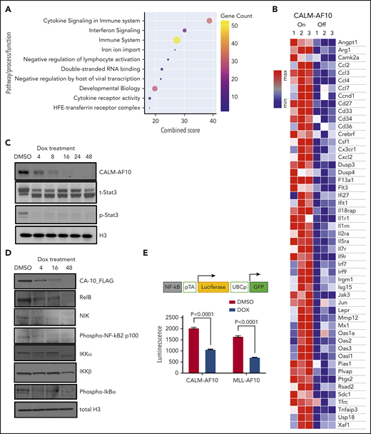 Activation of inflammatory signaling by AF10 FPs. (A) Metascape pathway enrichment analysis of CALM-AF10 target genes is shown with the combined score plotted on the x-axis. Size and color of the circles are proportional to the gene counts. (B) A representative heatmap showing genes involved in inflammatory signaling that are significantly elevated in the CALM-AF10-On compared with the CALM-AF10-Off state from RNA-seq data. (C) Immunoblotting for Flag-CALM-AF10 (CA10), total STAT3 (t-STAT3) and phospho-STAT3 (Y 705) are shown at time points indicated above (in hours). Histone 3 (H3) is used as a loading control. (D) Immunoblotting for NF-κB–signaling pathway components at various indicated time points is shown with histone 3 (H3) as loading control. (E) The relative luciferase activity (luminescence plotted as relative light units) of CALM-AF10–expressing (iCALM-AF10-On) compared with CALM-AF10-Off AML cells with an NF-κB luciferase reporter (schematic on top) is shown upon lipopolysaccharide (LPS) stimulation. Expression of the constitutive GFP reporter was used to normalize the signal.