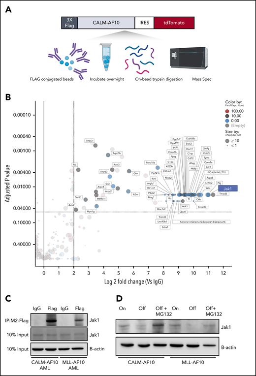 The interactome of CALM-AF10 FP in AML. (A) Schematic representation of the CALM-AF10-flag pulldown and MS. Primary AML cells with a 3xFlag-tagged CALM-AF10 FP and an IRES-linked tdTomato fluorescent marker were used for cell lysis and conjugated with Flag-M2 beads overnight. Following trypsin digestion, MS analysis was performed (see “Methods” for more details). Similar studies were done on MLL-AF10-flag AML cells. (B) Log2 fold-change (x-axis) and adjusted P values (y-axis) of proteins differentially identified in 3xFlag-CALM-AF10 IP samples compared with IgG are plotted. Murine CALM-AF10 AML cells were used for this study. (C) IP using anti-Flag antibodies in CALM-AF10 or MLL-AF10 AML cells blotted with an antibody for endogenous Jak1. β-actin is used as a loading control. (D) Immunoblotting for the endogenous Jak1 protein in murine iCALM-AF10 or iMLL-AF10 AML cells in the FP-On compared with FP-Off cells is shown together with Jak1 levels in MG132-treated AF10 FP-Off cells. β-actin is used as a loading control.