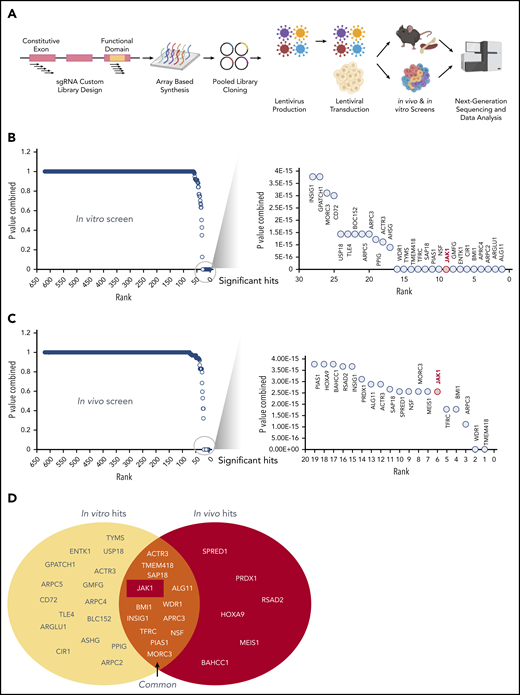 A custom CRISPR screen for genetic dependencies in CALM-AF10 AML. (A) Schematic of the CRISPR screen. A custom pooled library of sgRNAs targeting each of the 420 CALM-AF10 target genes and protein interactors was generated. Five sgRNAs targeting the early constitutive exon and 5 targeting functional domains were combined for a total of 10 sgRNAs per gene. sgRNA library virus was transduced in CALM-AF10-Cas9 AML cells and sgRNA representation was determined after in vitro culture or from AML cells obtained from terminally ill mice. (B-C) Plot showing the combined P values from 2 replicates (y-axis) of sgRNAs ranked in the order of depletion (x-axis) in the T0 compared with the T12 (B) or TD (C) time points. Statistically significant hits are zoomed in and displayed in a separate graph on the right of each figure. JAK1, ranked ninth in vitro and sixth in vivo, is labeled in red. (D) Venn diagram of in vitro hits (yellow oval) and in vivo hits (red oval) are shown with overlapping genes displayed in the union of the 2 sets.