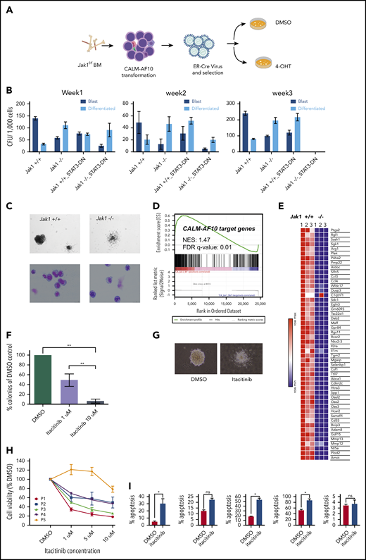 Jak1 inhibition impairs proliferation of AF10 FP AML cells. (A) Schematic representation of the experiment. BM from Jak1-floxed mice was used to transform lineage-depleted cells with the CALM-AF10 fusion. Transformed cells were transduced with a ER-fused Cre recombinase (ER-Cre) and Jak1 was deleted using 4-hydroxy-tamoxifen (4-OHT) treatment of CFU assays. (B) Number of blast-like (dark blue bars) or differentiated (light blue bars) CFUs per 1000 cells from CALM-AF10–transformed cells upon Jak1 deletion (or Stat3 DN) overexpression is shown for weeks 1, 2, and 3. P values were calculated by comparing each arm to the Jak1+/+ control using the Student t test. *P < .05. No colonies were observed in the Jak1−/− Stat3 DN arm in week 3. (C) A picture of a representative colony in Jak1 wild-type compared with Jak1-deleted CALM-AF10–transformed cells is shown (top) (original magnification ×10) with a Wright-Giemsa–stained cytospins of cells from the CFU assay (bottom) (original magnification ×40). (D) GSEA showing the distribution of CALM-AF10 target genes in RNA-seq data from Jak1 floxed compared with Jak1-deleted cells is shown with the normalized enrichment score (NES) and false discovery rate (FDR) q-value indicated. (E) A heatmap for the top 50 CALM-AF10 target genes with the highest GSEA rank metric score is plotted and shown for 3 Jak1+/+ and 3 Jak1−/− replicates. (F) Total number of colonies from CALM-AF10–transformed cells treated with indicated concentrations of itacitinib are plotted as a percent of DMSO (vehicle)-treated cells. **P < .01. (G) A representative picture of the most common type of colonies in DMSO compared with itacitinib-treated CALM-AF10–transformed cells is shown (original magnification ×10). (H) Cell growth assay showing effect of different concentrations of itacitinib on proliferation of human AML patient cells. P1-P4 are blasts from patients or patient-derived xenograft with MLL-AF10 rearrangements and P5 is from a patient with an MLL-AF9 fusion. Error bars indicate standard deviation (SD) of 3 replicates of each sample. (I) Percent apoptotic cells upon treatment with 10 μM itacitinib are shown as measured by Annexin V staining. Error bars show standard error of mean (SEM) for each sample. *P < .05. ns, nonsignificant.
