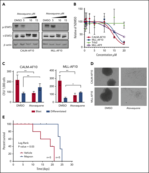Atovaquone impairs AF10 FP-driven leukemogenesis in vitro and in vivo. (A) Immunoblots showing phospho (p) (Y 705) or total (t) STAT3 with increasing indicated micromolar concentrations of atovaquone are shown in CALM-AF10 or MLL-AF10 murine leukemia cells. B-actin is used as a loading control. (B) Viable cells are plotted as a percentage of DMSO-treated cells (y-axis) with indicated concentrations of atovaquone (x-axis). Cells transformed with CALM-AF10, MLL-AF10, MLL-AF9, or Trib2 were used. (C) Number of CFUs with a blast-like or differentiated morphology in DMSO- or (10 μM) atovaquone-treated conditions is shown. *P < .05. **P < .01. (D) Representative image of colonies from CALM-AF10 or MLL-AF10 mouse AML cells treated with DMSO or atovaquone are shown (original magnification ×10). (E) Survival curves from mice injected with the CALM-AF10+ U937 cell line administered vehicle (red) or Mepron (blue), a clinically used formulation of atovaquone, are shown. P value calculated using log-rank t test (Mantel-Cox) and the number of mice (n) in each group are indicated.