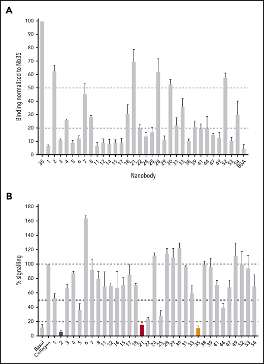 Testing of Nb binding and inhibition of GPVI signaling. (A) Surface binding assay of 1 Nb (100 nM) from each binding class to a GPVI-Fc–coated surface. All binding results have been normalized to Nb35, which gave the highest readout. Binding of each Nb to the Fc domain-coated surface was tested and subtracted from the GPVI-Fc readings. Binding was detected using HRP-conjugated anti-His antibody. The average binding of all the nanobodies to bovine serum albumin represents a nonspecific binding control. Data represent mean values of 3 experiments ± SD. (B) NFAT reporter assay of GPVI- and FcRγ-transfected DT40 cells stimulated by collagen (10 µg/mL) in the presence of the Nbs (100 nM). Results are plotted as a percentage of total signaling in the presence of collagen only. Dotted lines represent 100%, 50%, and 20% signaling levels, and nb2, 21, and 35 are colored in black, red, and orange, respectively. Data represent mean values of 3 experiments performed in triplicate ± SD.