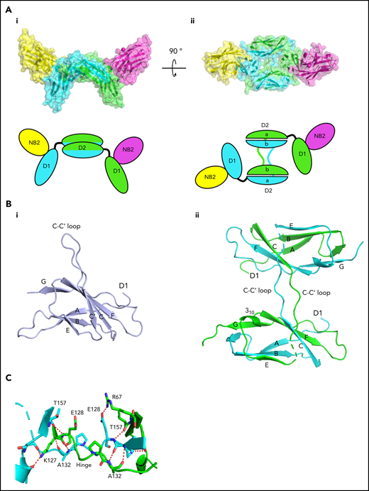 Crystallization of Nb2 and GPVI. (A) Structure of Nb2 binding to GPVI. (i) Side view of the GPVI-Nb2 structure. (ii) Top-down view illustrating the domain swap hinge region. A cartoon representation is shown below each figure. Separate GPVI protein subunits are shown in green and cyan, and both Nb2 proteins are shown in yellow and pink. The domain-swapped D2 domains are labeled D2a and D2b for the N- and C-terminal D2 regions, respectively. (B) Comparison of the D2 domains from the non–domain-swapped structure (PDB: 2GI7) (i) and the domain-swapped structure (ii) with major features highlighted. This highlights the differences within the C-C′ hinge region, the C′ β-strand where no electron density was observed for the domain-swapped structure, and the presence of a 310 helix between βE and F. (C) Enlarged view of the D2 domain-swapped hinge region with the hinge loops colored in green and cyan and the interchain polar contacts, which stabilize this region, shown as red dashes.