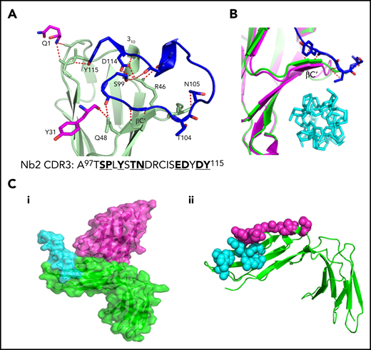 Site of interaction of GPVI with Nb2 and CRP. (A) Enlarged view of the GPVI–Nb2 binding interface. GPVI is colored in light green, and Nb2 binding residues in the CDR3 loop are colored in blue and non-CDR3 residues in pink. Red dashed lines indicate polar contacts made between GPVI and Nb2 residues. The full CDR3 sequence for Nb2 is provided underneath the structure with binding residues highlighted in bold. (B) Enlarged view of the CRP binding groove of the CRP-bound GPVI structure (pink) and Nb-bound structure (green), with CRP shown in cyan and Nb2 cdr3 residues 100 to 105 shown in blue. The binding of Nb2 toward the top of the binding groove results in a shift of the βC′ sheet, resulting in a small distortion of the CRP binding groove. (C) Locations of the known Nb2 and CRP binding sites on GPVI. (i) Surface representation of Nb2 (pink) modeled onto the GPVI–CRP complex structure (PDB: 5OU8), colored in green and cyan, respectively, revealing the 2 nonoverlapping but closely situated binding sites. (ii) Nb2 and CRP binding residues mapped as pink and cyan spheres, respectively, on the structure of GPVI.