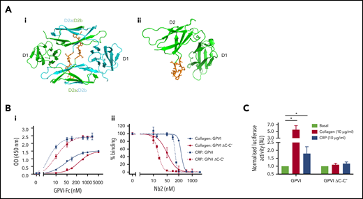 The domain swap is required for signaling but not ligand binding. (Ai-ii) Crystal structures of the nanobody bound and original unbound GPVI structures, respectively, highlighting the region of the C-C′ hinge loop (orange) deleted for mutation studies. The domain-swapped structure contains 2 GPVI subunits colored in green and cyan, whereas only 1 subunit is shown for the original GPVI structure. The domain-swapped D2 domain is labeled D2a and D2b for the N- and C-terminal D2 regions, respectively. (Bi) Solid-phase binding assay comparing the dose-dependent binding of GPVI-Fc and GPVI-Fc ΔC-C′ to a collagen and CRP-coated surface. Respective EC50 values of 42 and 294 nM were calculated for GPVI and GPVI ΔC-C′ binding to collagen and 2 and 9 nM for CRP, respectively. (Bii) Binding of GPVI-Fc and GPVI-Fc ΔC-C′ to a collagen and CRP-coated surface and subsequent displacement by increased concentrations of Nb2. GPVI (500 nM) was used for collagen, and 100 nM GPVI was used for CRP. Data are normalized against the highest and lowest concentrations of Nb2 and are expressed as percent binding. Respective IC50 values of 268 and 51 nM were calculated for GPVI and GPVI ΔC-C′ binding to collagen and 132 and 17 nM for CRP. Data represent mean values of 3 experiments ± SD. (C) NFAT reporter assay of DT40 cells transfected with the FcR-γ chain and either full-length GPVI wild type or hinge mutant. Luciferase activity was reported for nonstimulated and CRP- and collagen-stimulated cells. Data represent mean values of 5 experiments performed in triplicate ± SD, and values are normalized against the respective basal levels. A Student 2-tailed t test was used to determine significance between basal and stimulated values.