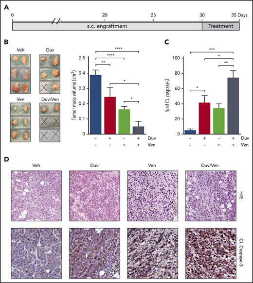 Tumor growth inhibition and induction of apoptosis in RS1316 SC model treated with Duv, Ven and their combination. (A) Experimental design: RS1316 cells were SC injected and left to engraft. Mice were randomized in 4 treatment groups, treated for 5 consecutive days, and euthanized at the same time point. (B) Pictures of tumor masses (left) and summary graph of their volume (right) at the end of the experiment. Data are reported as mean ± SEM. (C) Quantification of cleaved (Cl.) Caspase-3 signal, obtained by immunohistochemistry performed on tumor masses, represented as percentage of positive area. Data are reported as mean ± SEM. (D) Hematoxylin/eosin (H/E, ×20) and cleaved (Cl.) Caspase-3 IHC staining (magnification ×40). Veh: vehicle. Statistical analysis was performed using 1-way ANOVA; *P < .05, **P < .01, ***P < .001, ****P < .0001.