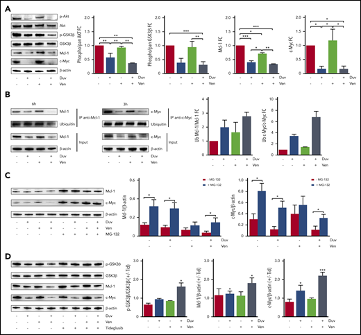 Molecular mechanism underlying the synergism between Duv and Ven in RS cells. (A) Expression levels and activation status of a panel of proteins involved in survival signaling (Akt, GSK3β, Mcl-1, c-Myc) in RS1316 cells after ex vivo treatments (6 hours) with Duv, Ven, their combination, or dimethyl sulfoxide (DMSO). Bar plots represent protein bands intensities (5 independent experiments), measured using Image Lab, normalized on β-actin, and plotted as fold change (FC) over the band of untreated cells. Data are reported as mean ± SEM. (B) Anti-Mcl-1 and anti-c-Myc immunoprecipitation followed by immunoblotting for ubiquitin in RS1316 cells after ex vivo treatments (3 and 6 hours) with Duv, Ven, their combination, or DMSO. Bar plots represent the ratio of ubiquitinated over total protein. (C) Expression levels of Mcl-1 and c-Myc in RS1316 cells after ex vivo treatments (6 and 3 hours, respectively) with Duv, Ven, or their combination in the absence or presence of the proteasome inhibitor MG-132. Band intensities were normalized on β-actin. (D) Expression levels of p-GSK3β, GSK3β, Mcl-1, and c-Myc in RS1316 cells after ex vivo treatments with Duv, Ven, or Duv/Ven in the absence or presence of the GSK3β inhibitor tideglusib. Bar plots represent protein bands intensities (3 independent experiments), measured using Image Lab, normalized on β-actin, and plotted as ratio between tideglusib-treated and untreated samples. Data are reported as mean ± SEM. Statistical analysis was performed using 1-way ANOVA; *P < .05, **P < .01, ***P < .001, ****P < .0001.