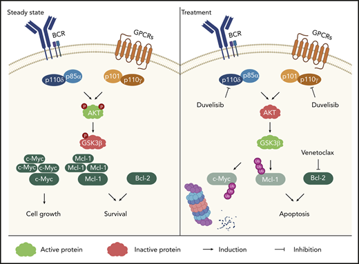 Sketch representing the molecular mechanism beneath Duv and Ven synergism. Molecular pathways activating PI3K-δ/γ signaling (Akt and GSK3β phosphorylation). Following duvelisib treatment, PI3K signaling is inhibited resulting in Mcl-1 and c-Myc ubiquitination and degradation. The simultaneous inhibition of Bcl-2 further sustains RS cell apoptosis.