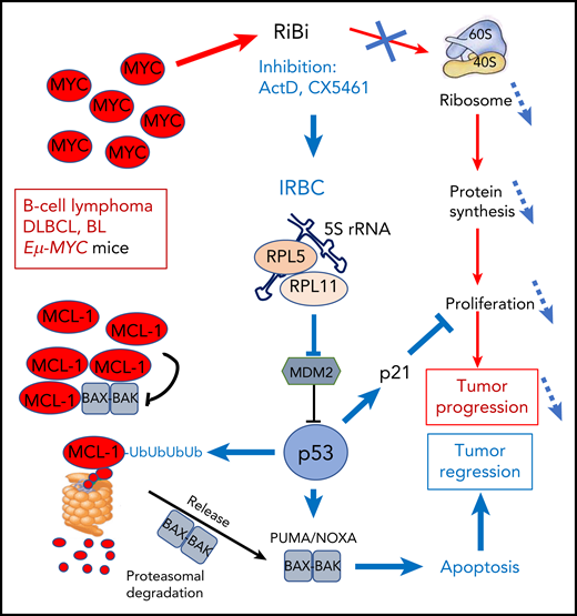 The amplified MYC oncogene in DLBCL and BL lymphoma strongly stimulates RiBi that supports cell proliferation and tumor progression through enhanced protein synthesis. Blocking RiBi with ActD or the pol-I inhibitor CX5461 decreases ribosome numbers impacting abnormal proliferation. In parallel, the IRBC comprising 5S rRNA, RPL5, and RPL11 is formed that blocks mdm2 to activate p53. p53 interferes with proliferation through induction of p21 and stimulates ubiquitination of the antiapoptotic BCL-2 family member MCL-1 that is frequently amplified in MYC-driven lymphomas. Ubiquitinated MCL-1 is then degraded in the proteasome to free BAK-BAX dimers that trigger mitochondrial membrane disruption and apoptosis, leading to tumor regression.