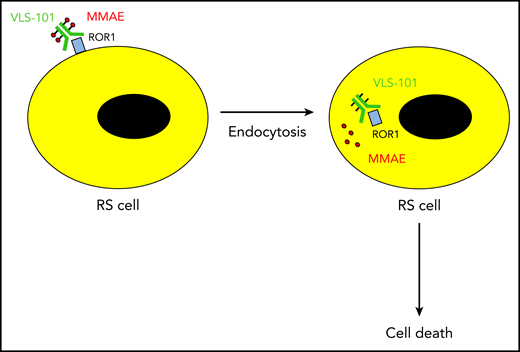 The ADC VLS-101 binds ROR1 on the surface of Richter syndrome (RS) cells. Upon rapid internalization of the ADC, the cytotoxin monomethyl auristatin E (MMAE) is released into the cytosol and kills the RS cell.