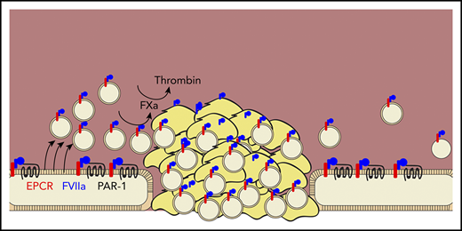 Das et al demonstrate that rFVIIa (blue) promotes hemostasis by binding to the endothelial protein C receptor (red), promoting the cleavage of protease-activated receptor 1 (black line), and inducing the release of procoagulant extracellular vesicles (tan circles) from endothelial cells. These vesicles localize into growing clots, bind factor VIIa, and promote the activation of factor Xa and thrombin.
