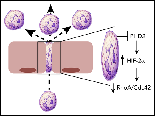 HIF2 regulates PMN motility. Conditional deletion of PHD2 in PMN results in the stabilization of HIF2α and the attenuation of cytoskeletal activity, mediated by loss of RhoA and Cdc42. This loss of cytoskeletal activity was particularly evident in the constrained environment that would be present during PMN transmigration, with resulting increases in PMN motility.