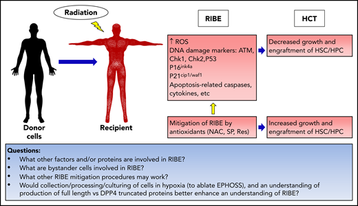 RIBEs on transplanted human HSCs and HPCs in the context of HCT: knowledge and questions remaining.