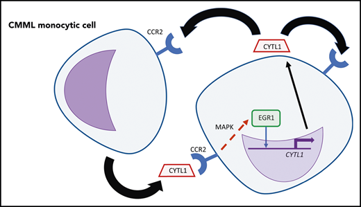 An autocrine and/or paracrine loop of CYTL1 in CMML monocytic cells. CYTL1 binds to CCR2, which results in increased MAPK pathway signaling and then in increased binding of EGR1 near CYTL1, further increasing expression of this cytokine. Professional illustration by Patrick Lane, ScEYEnce Studios.