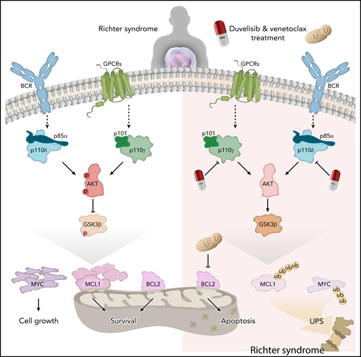 RS cells show expression and activation of components of the PI3K-AKT axis that can be targeted by duvelisib, which leads to activation of GSK3β and results in MCL1 and MYC ubiquitination and degradation via the proteasome. Downregulation of MCL1 and MYC sensitizes RS cells to venetoclax-mediated intrinsic apoptosis. GPCR, G-protein–coupled receptor; p, phosphorylation; ub, ubiquitination; UPS, ubiquitin proteasome system. Figure designed by Matteo Oliverio. The figure has been adapted from Iannello et al that begins on page 3378.