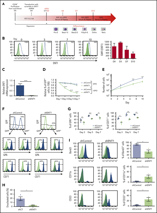 shRNA-mediated knockdown of ENT1 negatively impacts ex vivo erythroid differentiation. (A) Schematic representation of the schema used for ex vivo human erythropoiesis and the experimental design. Cord blood CD34+ cells were differentiated using a 3-phase culture system (containing rEPO) that recapitulates human erythropoiesis up to the enucleated reticulocyte. Cells were transduced at day 4 of the expansion phase with a lentiviral vector harboring an ENT1 shRNA or scramble together with a GFP reporter gene. Representative MGG-stained cells from healthy control are shown for corresponding differentiation stages. (B) The evolution of surface ENT1 expression during rEPO-induced (3 U/mL) erythroid differentiation was monitored by flow cytometry and representative histograms showing nonspecific IgG staining (gray shaded) and specific (black line) staining at days 0, 3, 7, and 10 of erythroid differentiation are presented, differentiating negatively and positively stained cells. The geometric mean fluorescence intensity (GMFI) is indicated in each histogram. GMFIs from 3 independent experiments were quantified and are presented as means ± standard error of the mean (SEM; right). (C) Progenitors transduced with shControl and shENT1 vector were FACS-sorted on the basis of GFP expression 3 days posttransduction and ENT1 mRNA expression levels were analyzed by quantitative real-time polymerase chain reaction and normalized to actin mRNA. mRNA ± SD relative to control cells is presented (n = 3; unpaired Student t test; ****P < .0001). (D) Transduced progenitors were cultured in the presence or absence of rEPO as indicated. The evolution of shRNA-expressing cells was followed and the percentages of GFP+ cells relative to day 1 are shown. Results correspond to data obtained from 3 independent experiments. (E) Progenitors transduced with the shControl and shENT1 vectors were FACS-sorted on the basis of GFP expression and then differentiated in the presence of EPO. Cells were counted at the indicated days and growth curves are presented for shENT1-GFP+ (gray line) and shControl-GFP+ (black line) cells. Data presented are means ± SEM of 4 independent experiments; *P < .05, ***P < .001. (F) Progenitors were transduced with shControl or shENT1 vectors, both harboring a GFP transgene. Gene transfer efficiency was evaluated as a function of GFP expression 3 days following transduction and representative histograms are shown (top). The percentages of cells expressing GPA and CD71 were evaluated by flow cytometry and representative profiles in GFP− and GFP+ subsets are presented. The percentages of positively stained cells are indicated. (G) Erythroid differentiation of control-GFP- and shENT1-GFP-transduced progenitors was monitored as a function of GPA and CD71 expression within the GFP+ cells. The percentages of GPA+ and CD71+ cells ± SEM in control (black circles) and shENT1-GFP (gray triangles) transduced progenitors are shown at days 3, 5, and 7 of culture (n = 3; unpaired Student t test; *P < .05, **P < .01, ***P < .001). (H) Enucleation was monitored at day 10 of differentiation as a function of Syto-16 staining and the percentages of Syto-16-negative cells are presented (n = 3 independent experiments; unpaired Student t test; *P = .02). (I) At day 4 of differentiation, cells were FACS-sorted on the basis of GFP expression and differentiation was continued until day 10. Erythroid differentiation was monitored as a function of Band3 expression and myeloid differentiation was monitored by CD11a/CD33 surface expression (black) and nonspecific control IgG staining (gray). Representative histograms and quantification are shown within GFP+ cells. (n = 3 independent experiments; *P < .05).