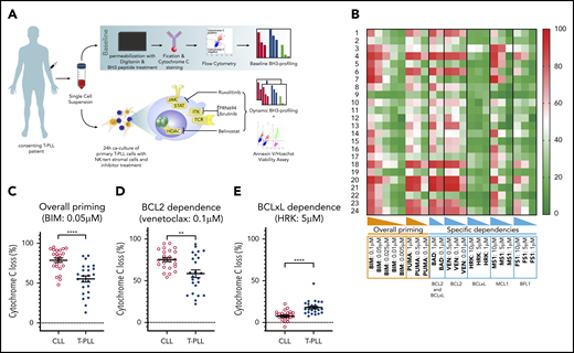 Characterization of T-PLL antiapoptotic dependencies at baseline. (A) We subjected single-cell suspensions of blood samples to baseline BH3 profiling. In parallel, we cocultured primary T-PLL cells with the stromal cell line NKTert and exposed them to ruxolitinib, PRN694, ibrutinib, belinostat, or DMSO. Then, we performed a DBP to measure early drug-induced changes in net proapoptotic signaling and examined whether the findings with DBP could be corroborated with the results of cell viability assays. (B) Heat map of the percentage of cyt c loss, as quantified by flow cytometry on 24 T-PLL patient samples at baseline (green, lowest value; red, highest value). Each row is a sample, with the corresponding number, and each column refers to a BH3-only peptide or a tool compound with which the gently permeabilized cells were incubated for 60 minutes. (C-E) The percentage of cyt c loss for each of the 24 CLL (open circles) and 24 T-PLL (solid circles) samples. Unpaired Student t test; means ± standard error of the mean. The title of each panel denotes the parameter measured (overall priming and specific dependencies), as well as the peptide or tool compound used to probe it. **P < .01; ****P < .0001.