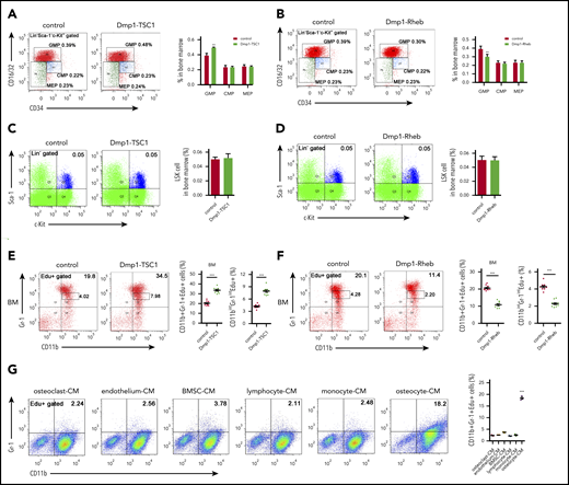 Osteocytes stimulate neutrophil development in vitro and in vivo. (A) FACS analysis of myeloid progenitor cell populations of BM in 12-week-old Dmp1-TSC1 and control mice (mean ± SD; n = 10). (B) FACS analysis of myeloid progenitor cell populations of BM in 12-week-old Dmp1-Rheb and control mice (mean ± SD; n = 10). (C) FACS analysis of LSK cells of BM in 12-week-old Dmp1-TSC1 and control mice (mean ± SD; n = 10). (D) FACS analysis of LSK cells of BM in 12-week-old Dmp1-Rheb and control mice (mean ± SD; n = 10). (E) FACS analysis of CD11b+Gr-1+ and CD11bintGr-1int (PM/MC neutrophil) cell proliferation in the BM of 12-week-old Dmp1-TSC1 and control mice (mean ± SD; n = 10). (F) FACS analysis of CD11b+Gr-1+ and CD11bintGr-1int cell proliferation in the BM of 12-week-old Dmp1-Rheb and control mice (mean ± SD; n = 10). (G) BM cells from 12-week-old C57BL/6 mice were cultured in conditioned medium (CM) from osteoclasts, osteocytes, monocytes, BMSCs, lymphocytes, or endothelial cells for 10 days. FACS analysis of CD11b+Gr-1+ cell proliferation (mean ± SD; n = 3). Data are mean ± SD of 3 independent experiments. **P < .01; ***P < .001.