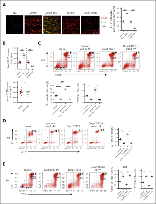 IL-19 secreted predominantly by osteocytes regulates granulopoiesis. (A) Immunofluorescence microscopy of femur sections of 12-week-old Dmp1-TSC1, Dmp1-Rheb, and control mice. Cells were stained with anti-Dmp1 (red) and anti–IL-19 (green). Blue, nuclei visualized by DAPI stain. Scale bar, 50 µm. (B) Level of IL-19 or G-CSF in serum of 12-week-old Dmp1-TSC1, Dmp1-Rheb, and control mice was detected by enzyme-linked immunosorbent assay (ELISA) (mean ± SD; n = 10). (C) FACS analysis of CD11b+Gr-1+ and CD11bintGr-1int cell proliferation in the BM of 12-week-old Dmp1-TSC1 and control mice with bilateral intratibial injection into the marrow cavity with purified IL-19 antibody (25 μg/kg per day) for 14 days (mean ± SD; n = 10). (D) FACS analysis of PB CD11b+Gr-1+ neutrophils in purified IL-19 antibody–treated 12-week-old mice (mean ± SD; n = 10). (E) FACS analysis of CD11b+Gr-1+ and CD11bintGr-1int cell proliferation in the BM of 12-week-old Dmp1-Rheb and control mice IP injected with recombinant murine IL-19 (25 µg/kg per day) for 14 days (mean ± SD; n = 10). (F) FACS analysis of PB CD11b+Gr-1+ neutrophils in recombinant IL-19–treated 12-week-old mice (mean ± SD; n = 10). (G) FACS analysis of the proliferation of CD11b+Gr-1+ cells cultured in CM from 12-week-old Rheb- or TSC1-loss osteocyte cultures treated with IL-19 or IL-19 antibody (mean ± SD; n = 10). Data are mean ± SD of 3 independent experiments. **P < .01; ***P < .001. NS, not significant.