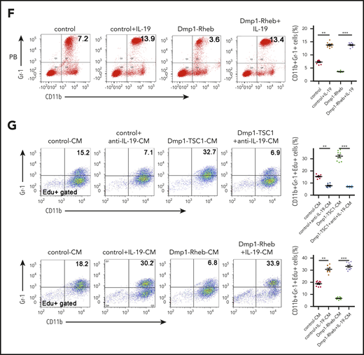 IL-19 secreted predominantly by osteocytes regulates granulopoiesis. (A) Immunofluorescence microscopy of femur sections of 12-week-old Dmp1-TSC1, Dmp1-Rheb, and control mice. Cells were stained with anti-Dmp1 (red) and anti–IL-19 (green). Blue, nuclei visualized by DAPI stain. Scale bar, 50 µm. (B) Level of IL-19 or G-CSF in serum of 12-week-old Dmp1-TSC1, Dmp1-Rheb, and control mice was detected by enzyme-linked immunosorbent assay (ELISA) (mean ± SD; n = 10). (C) FACS analysis of CD11b+Gr-1+ and CD11bintGr-1int cell proliferation in the BM of 12-week-old Dmp1-TSC1 and control mice with bilateral intratibial injection into the marrow cavity with purified IL-19 antibody (25 μg/kg per day) for 14 days (mean ± SD; n = 10). (D) FACS analysis of PB CD11b+Gr-1+ neutrophils in purified IL-19 antibody–treated 12-week-old mice (mean ± SD; n = 10). (E) FACS analysis of CD11b+Gr-1+ and CD11bintGr-1int cell proliferation in the BM of 12-week-old Dmp1-Rheb and control mice IP injected with recombinant murine IL-19 (25 µg/kg per day) for 14 days (mean ± SD; n = 10). (F) FACS analysis of PB CD11b+Gr-1+ neutrophils in recombinant IL-19–treated 12-week-old mice (mean ± SD; n = 10). (G) FACS analysis of the proliferation of CD11b+Gr-1+ cells cultured in CM from 12-week-old Rheb- or TSC1-loss osteocyte cultures treated with IL-19 or IL-19 antibody (mean ± SD; n = 10). Data are mean ± SD of 3 independent experiments. **P < .01; ***P < .001. NS, not significant.