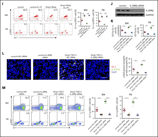 IL-19 promotes granulopoiesis through IL-20Rβ/STAT3 signaling. (A) FACS analysis of IL-20Rβ levels in Gr-1+, Ter119+, B220+, and F4/80+ cells in the BM of 12-week-old mice (mean ± SD; n = 6). (B) Expression levels of IL-20Rβ in skin cells and BM Gr-1+ cells in 12-week-old mice were detected by western blotting. (C) FACS analysis of IL-20Rα in Gr-1+, Ter119+, B220+, and F4/80+ cells in the BM of 12-week-old mice (mean ± SD; n = 6). (D) Expression levels of IL-20Rα in colon cells and BM Gr-1+ cells in 12-week-old mice were detected by western blotting. (E) Immunofluorescence microscopy of femur sections of 12-week-old Dmp1-TSC1, Dmp1-Rheb, and control mice. Cells were stained with anti–Gr-1 (red) and anti–p-STAT3 (green). Blue, nuclei visualized by DAPI stain. Scale bar, 30 µm. (F) FACS analysis of BM and PB Gr-1+p-STAT3+ cells in 12-week-old Dmp1-TSC1 and control mice (mean ± SD; n = 10). (G) FACS analysis of BM and PB Gr-1+p-STAT3+ cells in 12-week-old Dmp1-Rheb and control mice (mean ± SD; n = 10). (H) Immunofluorescence microscopy of femur sections of 12-week-old Dmp1-Rheb and control mice IP injected with recombinant murine IL-19 (25 µg/kg per day) for 14 days. Cells were stained with anti–Gr-1 (red) and anti–p-STAT3 (green). Blue, nuclei visualized by DAPI stain. Scale bar, 30 µm. (I) FACS analysis of BM and PB Gr-1+p-STAT3+ cells in recombinant IL-19–treated 12-week-old mice (mean ± SD; n = 10). (J) Dmp1-TSC1 and control mice with bilateral intratibial injection into the marrow cavity with IL-20Rβ or negative control (NC) siRNAs for 10 days. The efficiency of IL-20Rβ siRNAs for IL-20Rβ in BM cells was measured by western blotting. (K) FACS analysis of BM and PB CD11b+Gr-1+ cells in IL-20Rβ siRNA-treated 12-week-old mice (mean ± SD; n = 10). (L) Immunofluorescence microscopy of femur sections of 12-week-old Dmp1-TSC1 and control mice treated with IL-20Rβ or NC siRNAs. Cells were stained with anti–Gr-1 (red) and anti–p-STAT3 (green). Blue, nuclei visualized by DAPI stain. Scale bar, 30 µm. (M) FACS analysis of BM and PB Gr-1+p-STAT3+ cells in 12-week-old Dmp1-TSC1 and control mice treated with IL-20Rβ or NC siRNAs (mean ± SD; n = 10). Data are mean ± SD of 3 independent experiments. **P < .01; ***P < .001. GAPDH, glyceraldehyde-3-phosphate dehydrogenase.